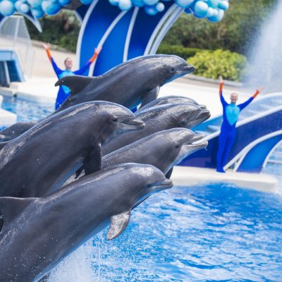 20170330_DolphinDays_042