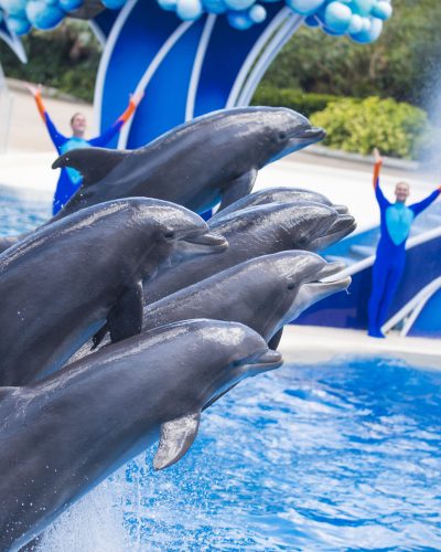 20170330_DolphinDays_042